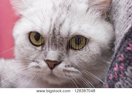 The big gray cat looks with self-respect