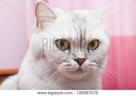 The big gray cat looks with self-respect