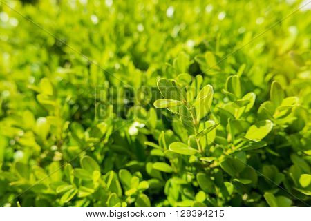 Natural background with Buxus (Boxtree boxwood). Close up photo in sunny day.