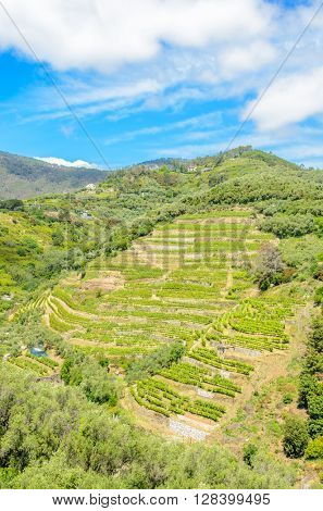 Landscape with vines on the hillside in the National park of Cinque Terre, Italy