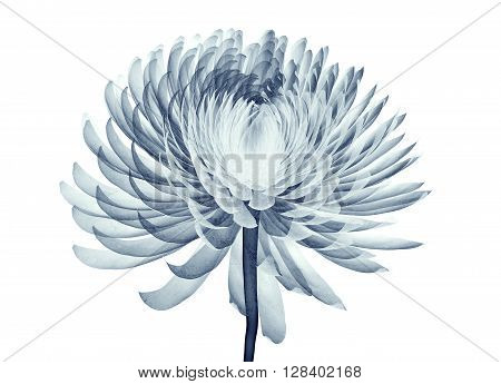 X-ray Image Of A Flower Isolated On White , The Pompon Chrysanthemum