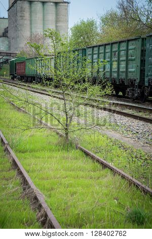 old thrown railroad which has grown with trees