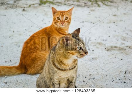 two cats on the sand maldivian beach