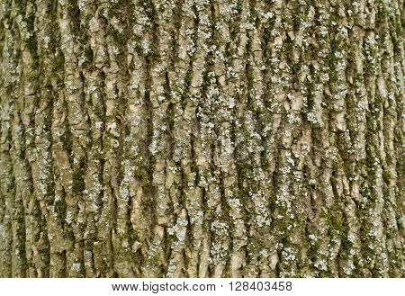 The texture of tree bark ash covered with mold and mildew.