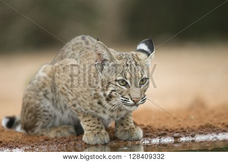 North American Bobcat at pond in Southern Texas