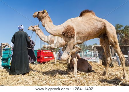 DARAW, EGYPT - FEBRUARY 6, 2016: Local camel salesmen on Camel market unloading camels from pick up trucks.