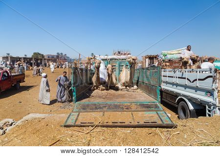 DARAW, EGYPT - FEBRUARY 6, 2016: Camels on the back of truck on Camel Market in Daraw, Egypt.
