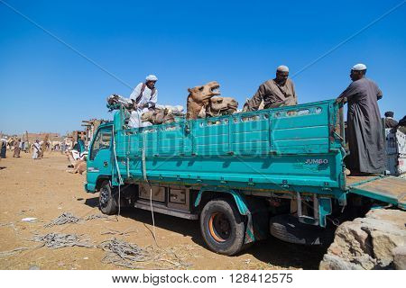 DARAW, EGYPT - FEBRUARY 6, 2016: Local camel salesmen on Camel market loading camels to trucks.