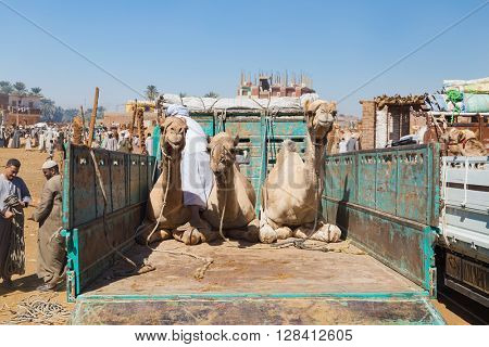 DARAW, EGYPT - FEBRUARY 6, 2016: Camels on the back of truck on Camel Market in Daraw, Egypt.