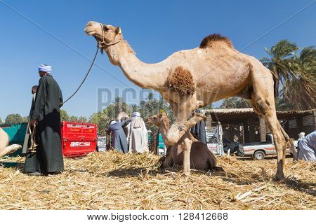 DARAW, EGYPT - FEBRUARY 6, 2016: Local camel salesmen on Camel market unloading camels from pick up trucks.