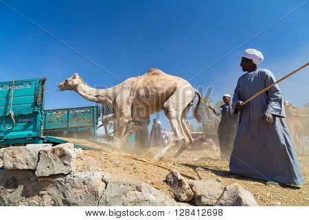 DARAW, EGYPT - FEBRUARY 6, 2016: Local camel salesmen on Camel market loading camels to trucks.