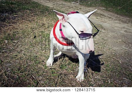 White English bullterrier in sunglasses in nature