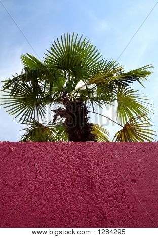 Palm hinter Mauer