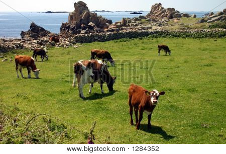 Vacas y terneros, Santa Inés, Islas de Scilly.