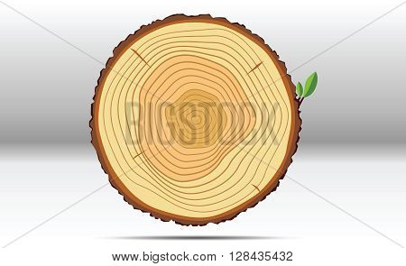 Tree growth rings with green leaf wood