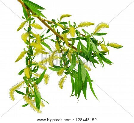 Spring has come and a trees are full of blooms .Blooming willow branch with leaves isolated on white background.
