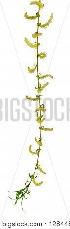 Spring has come and a trees are full of blooms .Blooming willow branch with leaves isolated on white background.
