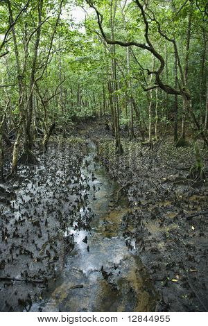 Piccolo ruscello nella foresta pluviale di Daintree, Australia.