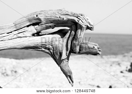 Dead Pine Plant And Tree In The Mediterranean See Turkey Europe