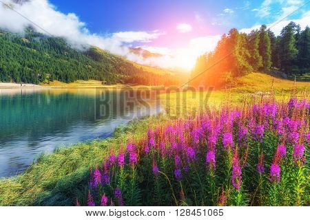Amazing sunny day at Champferersee lake in the Swiss Alps. Silvaplana village, Switzerland, Europe.