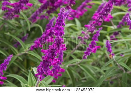 Selective focus of Mexican bush sage flowers (Salvia leucantha) in purple shade in the garden