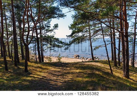 Dark forest near baltic sea in Latvia