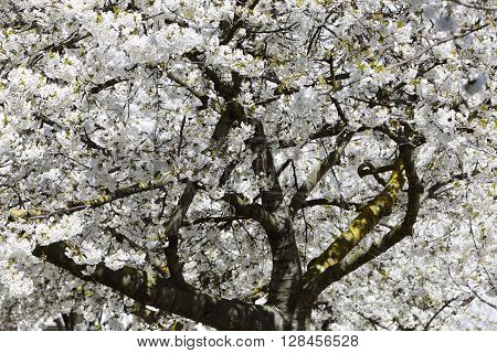 cherry blossoms in white with blue sky