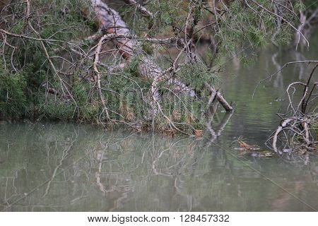 the broken large pine branch is in turbid water
** Note: Soft Focus at 100%, best at smaller sizes