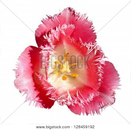 Surreal Contrast Exotic Pink And White Tulip Flower Macro Isolated On White