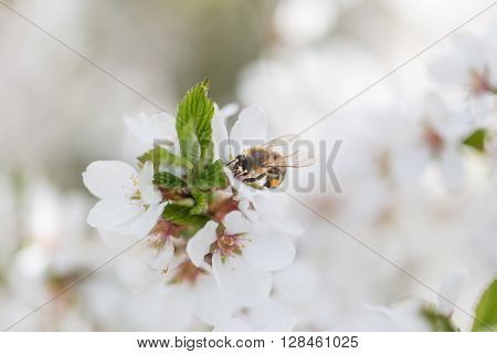 Macor Honey Bee harvesting pollen from Cherry Blossom