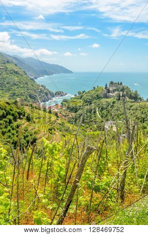 Landscape with vines on the hillside in the National park of Cinque Terre, Italy