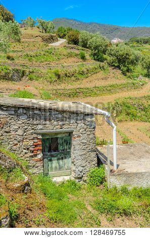 Landscape with vines on the hillside in the National park of Cinque Terre, Italy