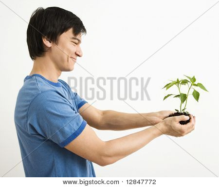 Asian Man stehend Betrieb Cayenne Pflanze wächst.