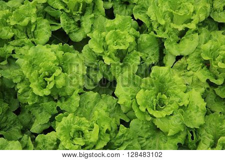 green lettuce crops in growth at vegetable garden