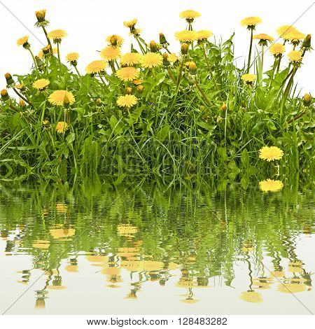 Dandelions blooming in the grass on a white background
with reflection in the water.
Dandelion close blooming in early spring meadow.