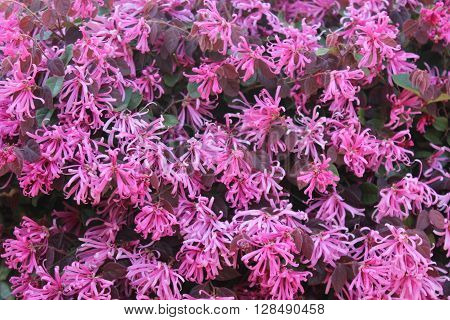 Loropetalum (Chinese Fringe) Composite springtime bloom with multiple flowers which may be used as background