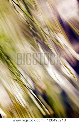 Abstract Conifer Branch