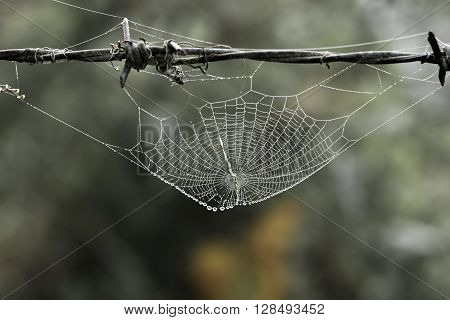 Cobweb with small dews during fog in the morning