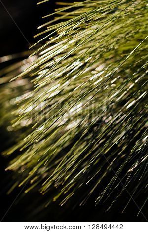 Long Leaf Pine