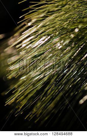 Long Leaf Pine