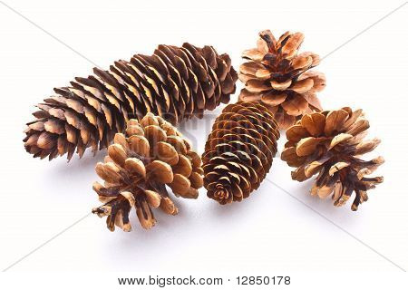 Cones de abeto e pinho