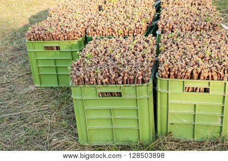 The VCR rooted grafts vine ready to be transplanted
