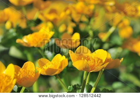 close up  on a yellow wild buttercup