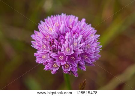 Allium Flower  Blooming