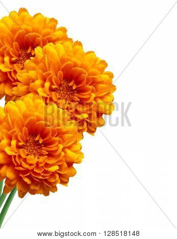 Orange chrysanthemum Autumn flower isolated on white background