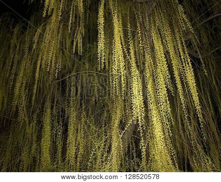 Highlighted flowering osier tree at the night