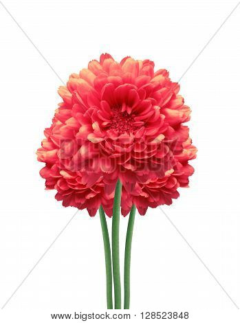 Red Dahlia Autumn flower isolated on white background