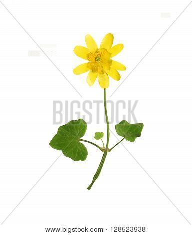 Pressed and dried stalk of yellow ficaria verna with flowers. Isolated on white background.