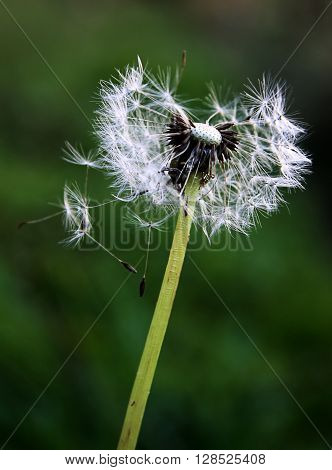 Dandelion seeds being blown in the wind
