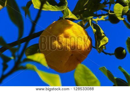Fruit on the tree. Juicy edible fruit